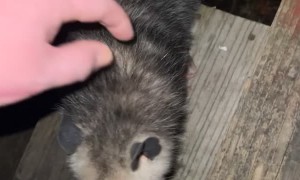 Alabama Man Befriends a Possum