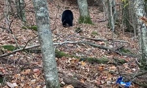 Lady Scares Black Bear off Trash Using Cleaning Spray