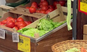 Bird Gets Free Lettuce at Market in Romania