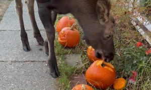 Adolescent Moose Loves Eating Freshly Carved Pumpkins