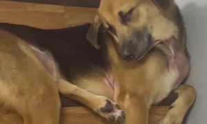 Dog Falls Asleep on Steep Stairs