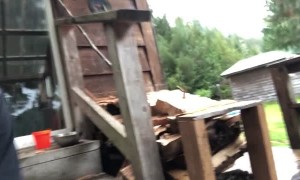 Bear Has Snack on Man's Porch
