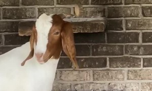 A Musical Goat