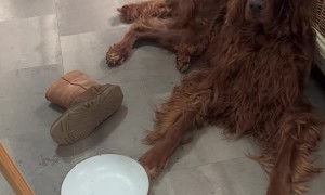Irish Setter is Frustrated and Wants a Second Meal