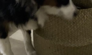 Pup Gets Stuck Again