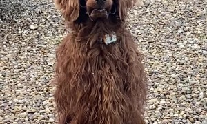 Dog's Lips Get Stuck to his Teeth