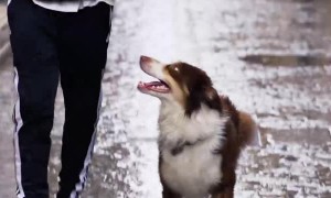 Man Holds Umbrella for His Dog While It Rains