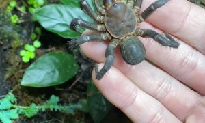 Trapdoor Spider from China