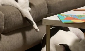 Cat Commands Dog to Lay Down