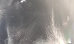 Thirsty Dog Strikes Again