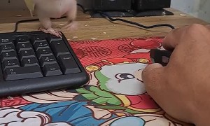 Pet Parrot Is a Bit Clingy