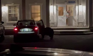 Bear Break-In on Vacation