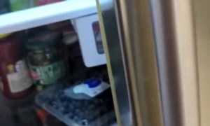 Easy Method for Skunk Location