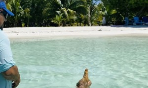 Caribbean Chicken 'Fingers' Goes for a Swim
