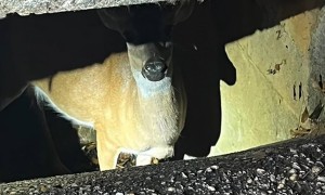 Firefighters heroically rescue trapped deer from sewer