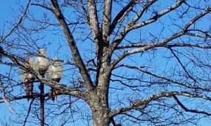 Wildlife Rescuers Tranquilizes and Catches Black Bear in Tarp for Relocation
