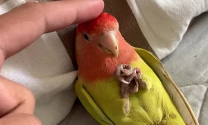 Fred the Pet Parrot Relaxes in Bed