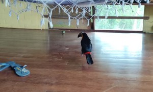 Toucan May Have Been a Dog in Previous Life