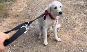 Golden Doesn't Want to go on Walk Without Other Golden Friend