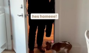 Loving pup enthusiastically welcomes owner home 