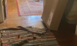 Thoughtful Kiddo Brings Coffee