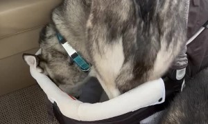 Husky Takes Baby's Spot in Bassinet