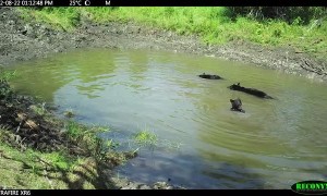 Bear Family Enjoys Splashing and Playing Around Conservation Area