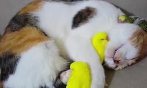 Kitty Cuddles with the Birds