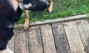 Dog Gets Stuck in Toy and Doesn't Want Help