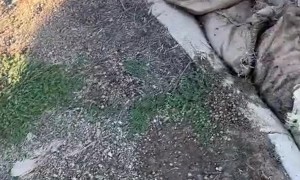 Going to Great Lengths to Get Passed Gate