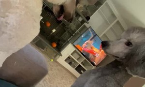 Dog Doesn't Recognize Brother After Grooming