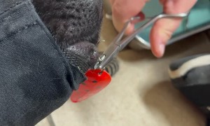 Vet Removes Fishing Hook Stuck in German Shepherd Puppy's Lip