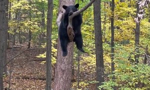 Bear Deep in Thoughts up in a Tree