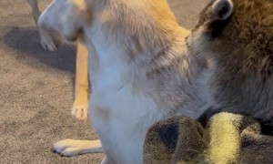 Raccoon Tries to Keep Dog Friends Calm