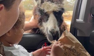 Llama Teaches Guy a Lesson