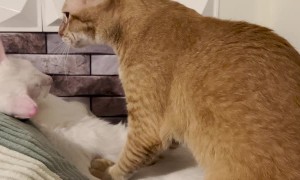 A Group of Cats Give Each Other Massages