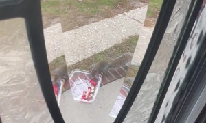 Neighborhood Squirrel Takes Halloween Candy