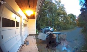 Bear Breaks into Garbage Receptacle for a Snack