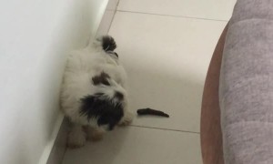 Dog Has an Interesting Way of Pooping