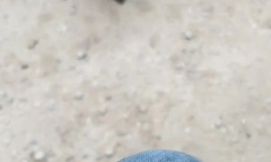 Trying to Pet Wild Critter Lead to Bit Crotch