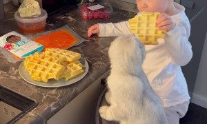 A Baby and a Kitty Share Waffles