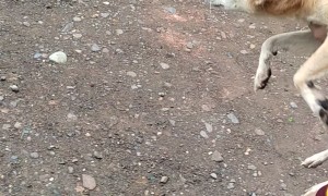 Dog Swims, But Not In The Water