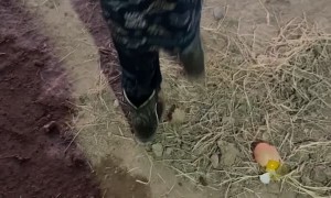 Little Boy Drops Egg