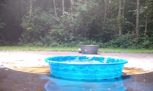 Adorable Baby Bear Has a Fun Time in our Pool