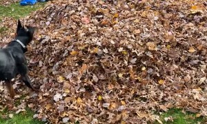 Pup Pounces on Kiddo in Leaf Pile