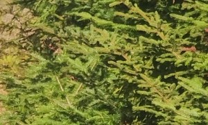 Two Canadian Lynx Interacting on Logging Road in Maine