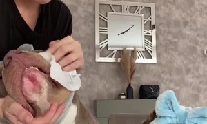 Morning Care Routine with Two Pups
