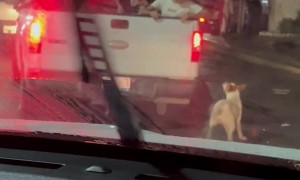 Puppy Jumps into Truck Bed to go Trick or Treating
