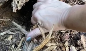 Kitten Found in Tree Stump