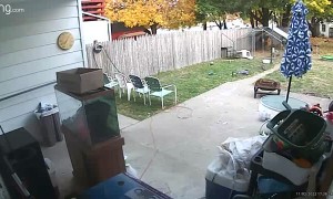 Deer Breaks Into A House